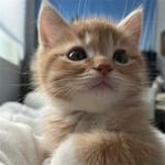 Guillermo Duarte avatar